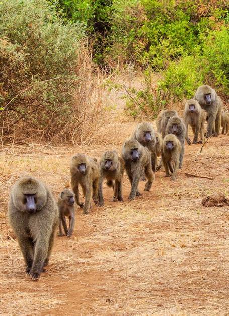 Lake Manyara, Tarangire & Ngorongoro Crater Lake Manyara, Tarangire & Ngorongoro Crater
